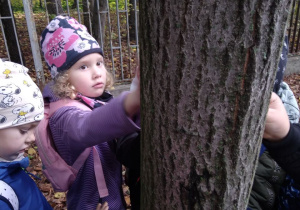 Dzieci badają dotykiem korę drzewa.