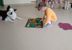 Dziewczynka kuca obok psa i chowa w makietę połogową chrupka dla pieska.