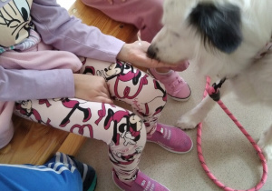Pies zjada z ręki dzieci suchy chrupek.