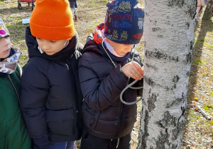 Chłopiec przykłada stetoskop do kory drzewa i słucha jak przepływa sok w drzewie