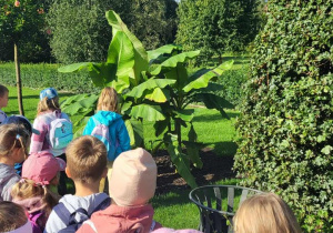 Dzieci oglądają drzewo bananowca