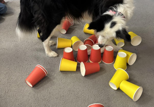 Pies stoi pośród przewróconych kubeczków w poszukiwaniu kawałków suchej karmy.