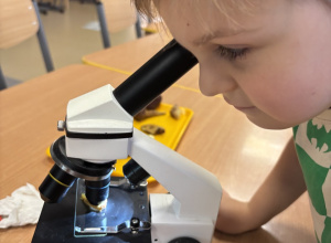 Grzybowe eksperymenty