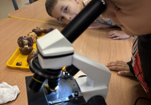 Chłopiec z zaciekawieniem ogląda przekrój grzyba pod mikroskopem.