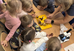 Dzieci oglądają różne rodzaje grzybów rozłożone na wspólnym stole.