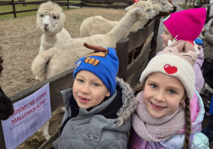 Dzieci karmią alpaki.
