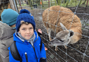 Dzieci karmią zwierzęta.