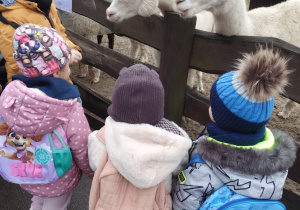 Dzieci obserwują lamy stojące w zagrodzie