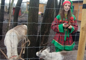 Pani w przebraniu Elfa opowiada dzieciom o zwyczajach reniferów, na zdjęciu samiec i samica renifera
