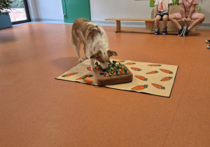 Pies szuka smaczków pod marchewkami.