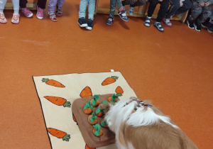Pies pokazuje sztuczki dzieciom - wyjmuje smaczki spod pluszowych zabawek