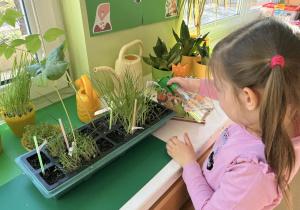 Dziewczynka podlewa rośliny.