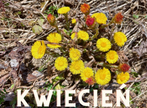 Umiejętności - kwiecień