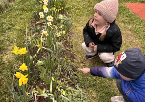 Dzieci obserwują, wskazują i nazywają rośliny cebulowe w ogródku przedszkolnym.
