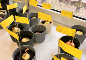 Na parapecie okiennym stoją doniczki z posadzona przez dzieci cebulą.